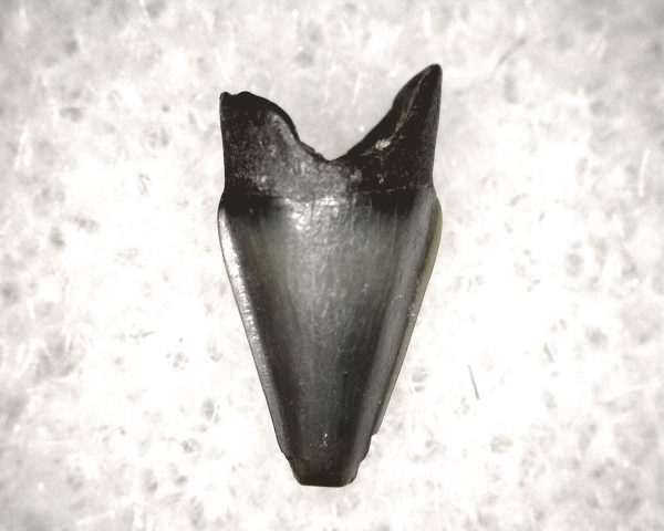 Champsosaurus Reptile Tooth #13 - Image 3