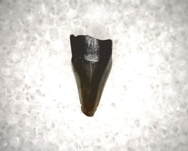 Champsosaurus Reptile Tooth #14