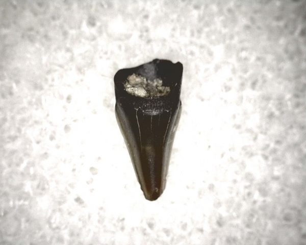 Champsosaurus Reptile Tooth #14 - Image 3