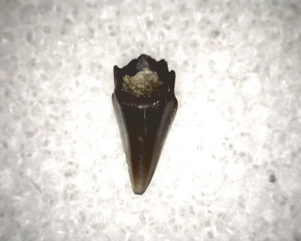 Champsosaurus Reptile Tooth #15