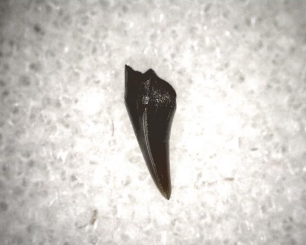 Champsosaurus Reptile Tooth #15 - Image 3