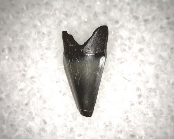 Champsosaurus Reptile Tooth #16