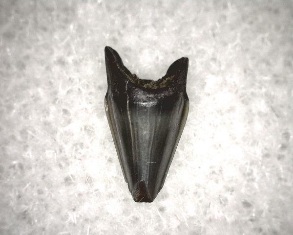 Champsosaurus Reptile Tooth #16 - Image 3