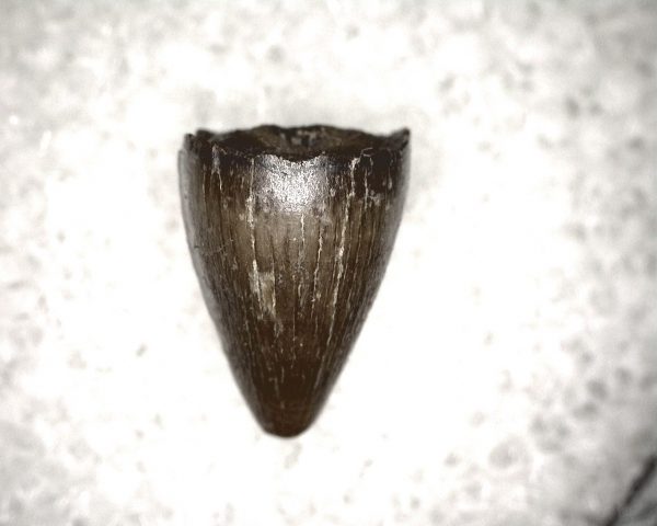 Champsosaurus Reptile Tooth #19