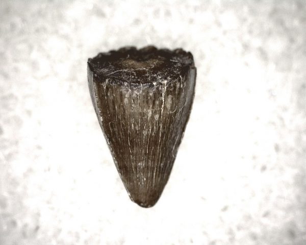 Champsosaurus Reptile Tooth #19 - Image 3