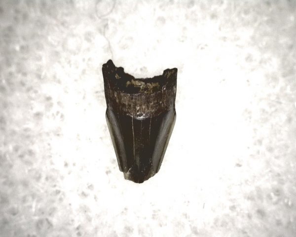 Champsosaurus Reptile Tooth #22