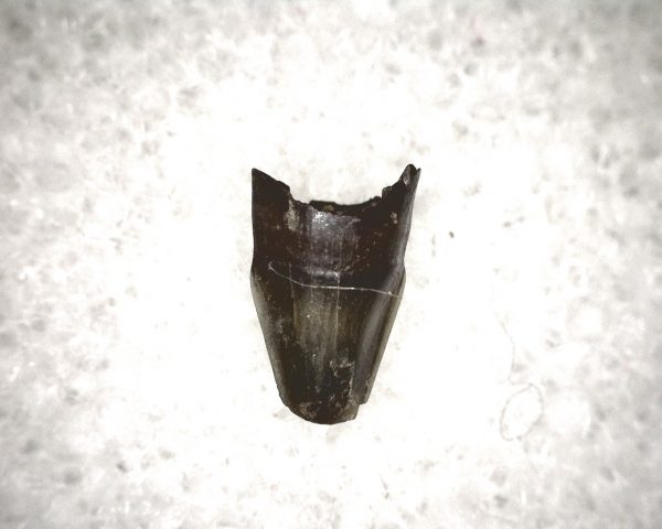 Champsosaurus Reptile Tooth #22 - Image 3