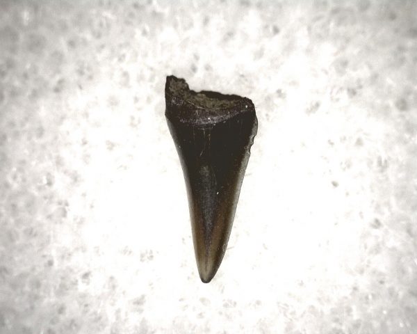 Champsosaurus Reptile Tooth #23