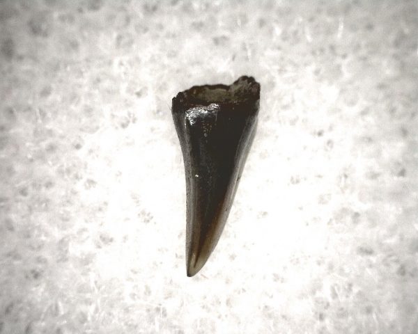 Champsosaurus Reptile Tooth #23 - Image 3