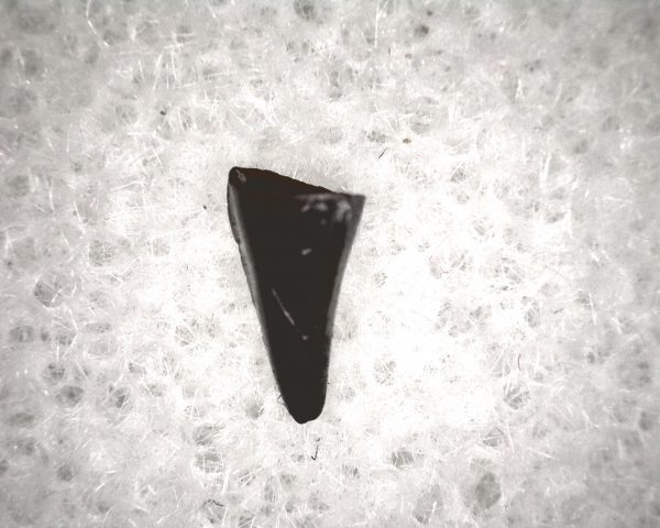 Champsosaurus Reptile Tooth #25