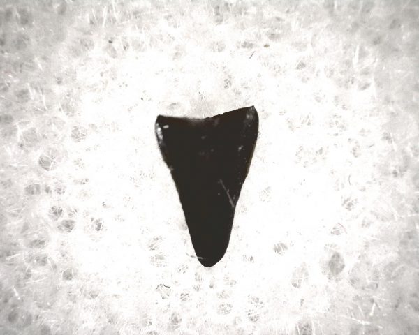 Champsosaurus Reptile Tooth #25 - Image 3