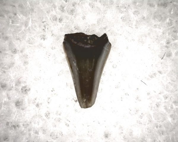 Champsosaurus Reptile Tooth #26