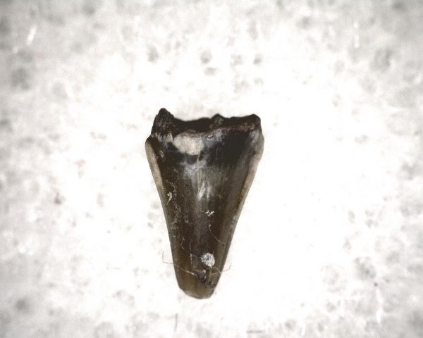 Champsosaurus Reptile Tooth #26 - Image 3