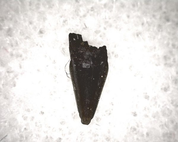 Champsosaurus Reptile Tooth #28