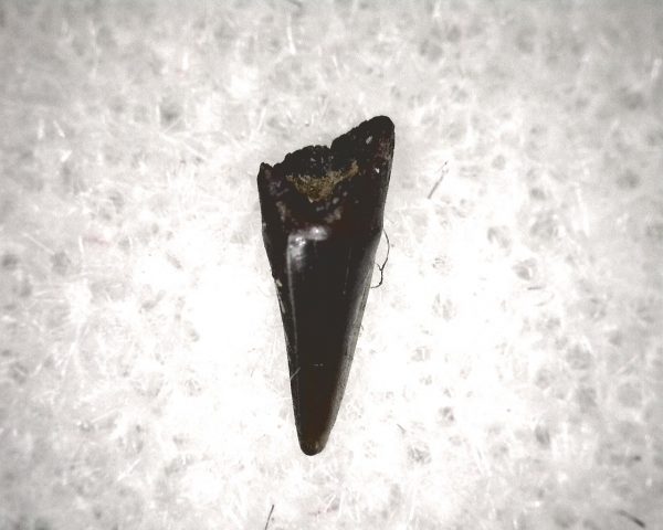 Champsosaurus Reptile Tooth #28 - Image 3