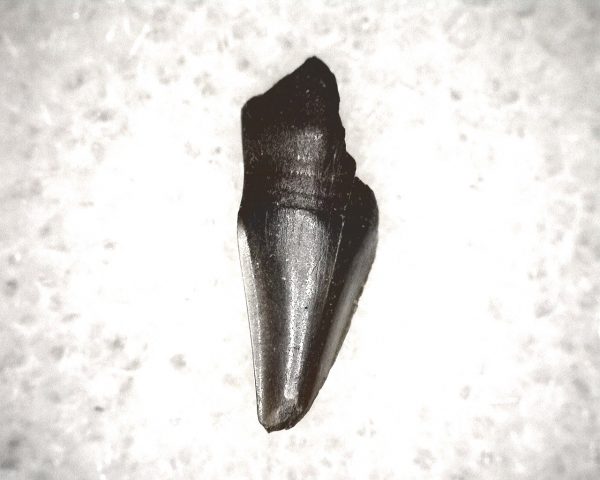 Champsosaurus Reptile Tooth #30