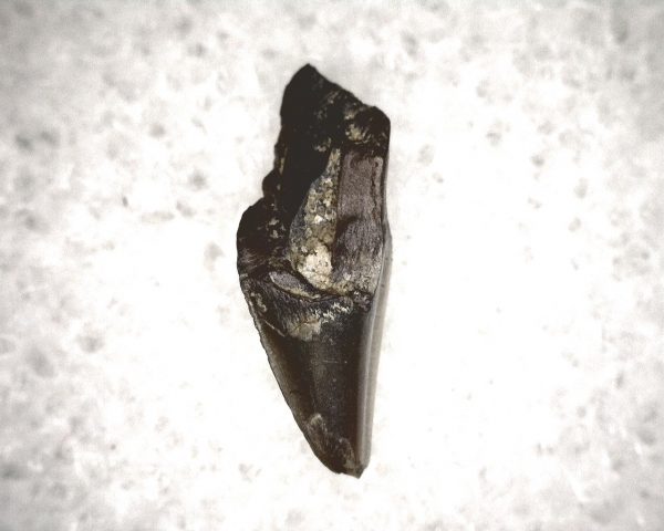 Champsosaurus Reptile Tooth #30 - Image 3