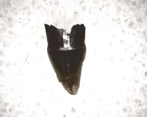 Champsosaurus Reptile Tooth #32