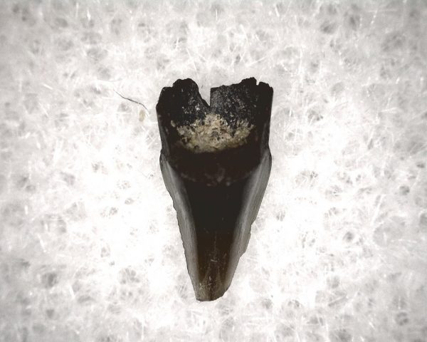 Champsosaurus Reptile Tooth #32 - Image 3