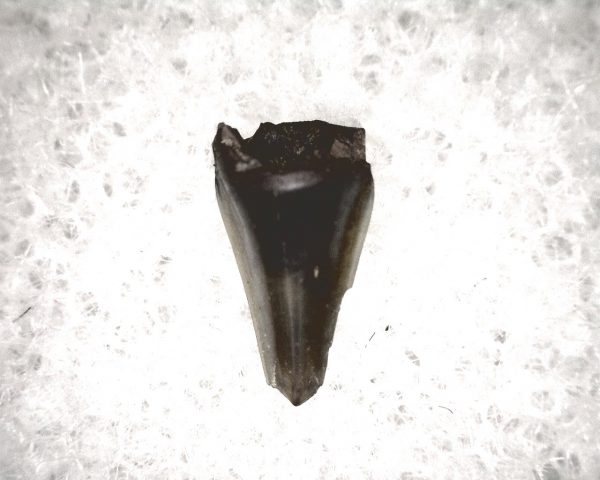 Champsosaurus Reptile Tooth #33