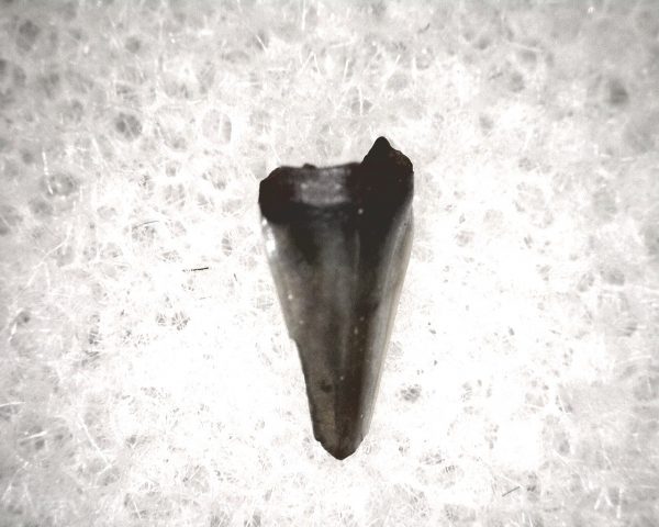 Champsosaurus Reptile Tooth #33 - Image 3