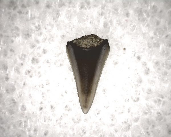 Champsosaurus Reptile Tooth #34