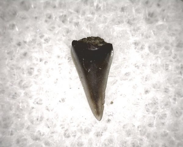 Champsosaurus Reptile Tooth #34 - Image 3