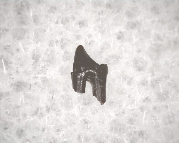 Cretaceous Mammal Tooth #51 - Image 3