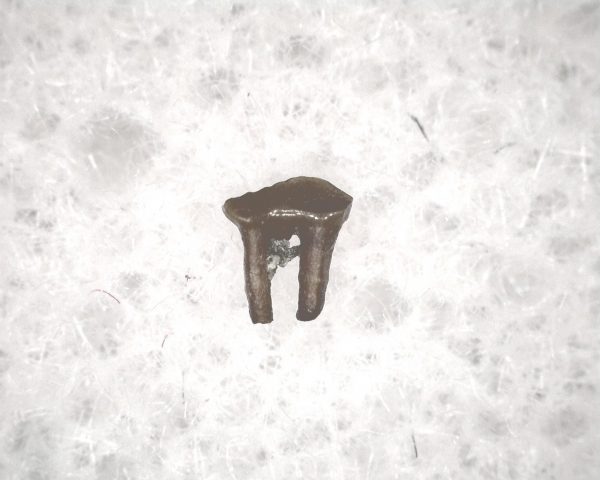 Cretaceous Mammal Tooth #54