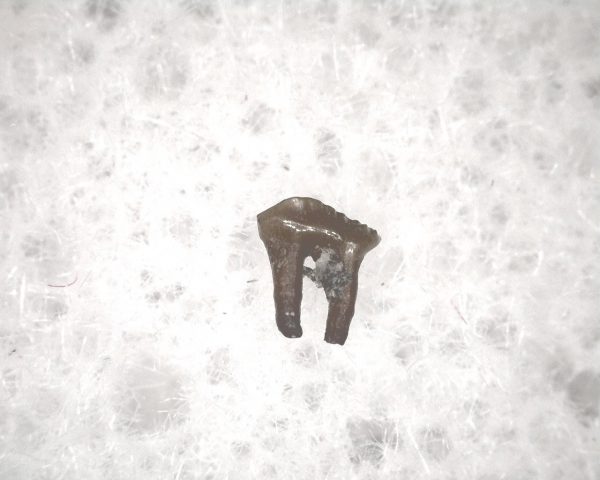 Cretaceous Mammal Tooth #54 - Image 3