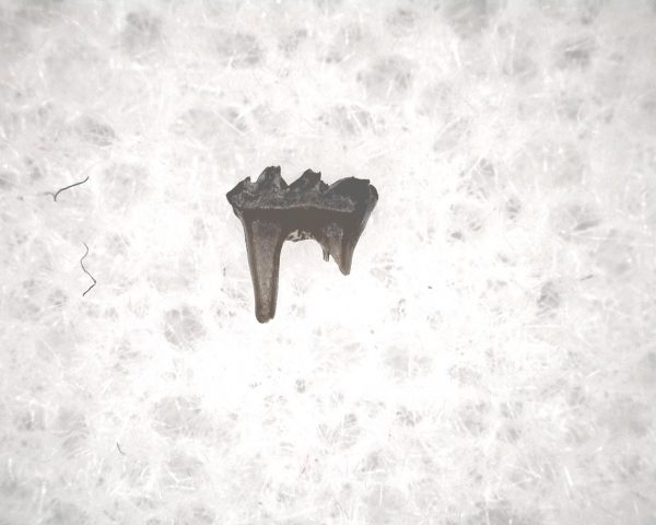 Cretaceous Mammal Tooth #55