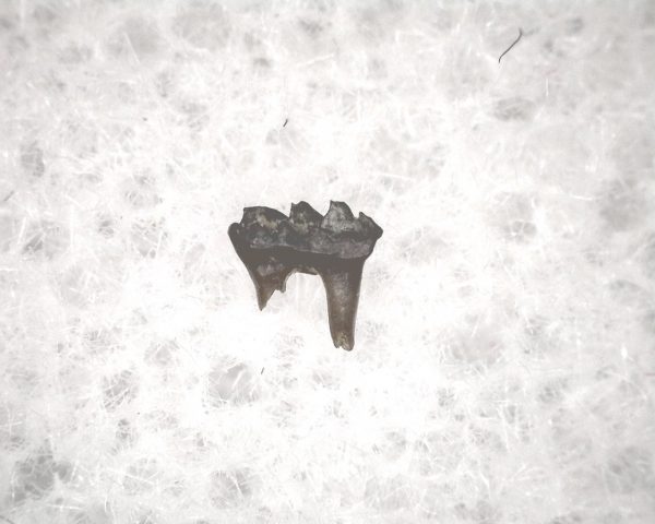 Cretaceous Mammal Tooth #55 - Image 3