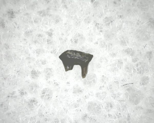 Cretaceous Mammal Tooth #58 - Image 3