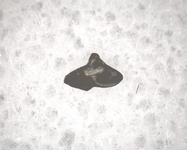 Cretaceous Mammal Tooth #64 - Image 3