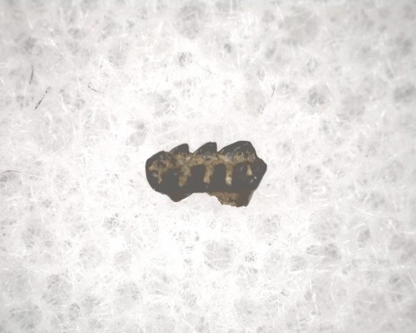 Cretaceous Mammal Tooth #66