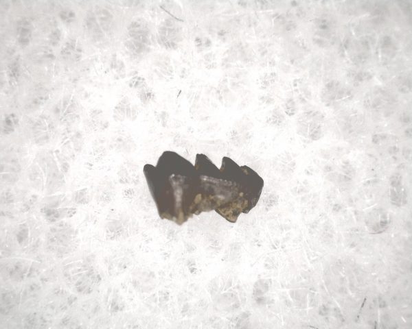 Cretaceous Mammal Tooth #66 - Image 3