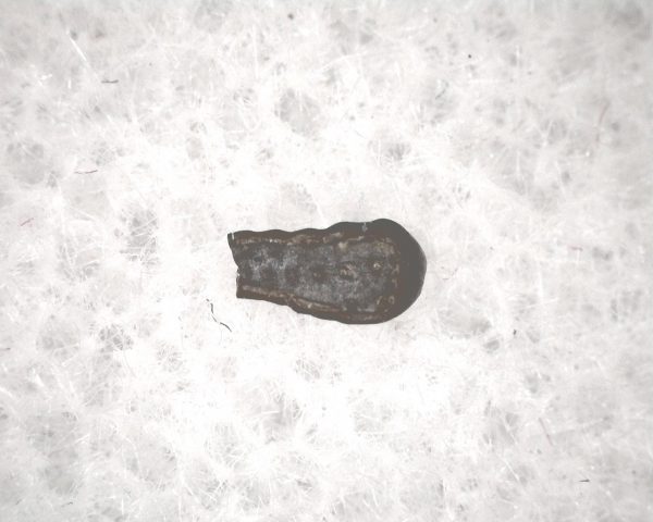 Cretaceous Mammal Tooth #67 - Image 3