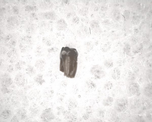 Genuine Cretaceous Age Mammal Tooth from South Dakota for Sale #76