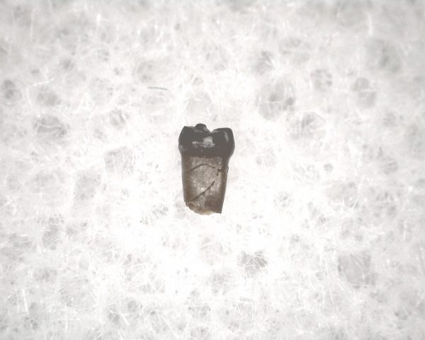 Genuine Cretaceous Age Mammal Tooth from South Dakota for Sale #76a