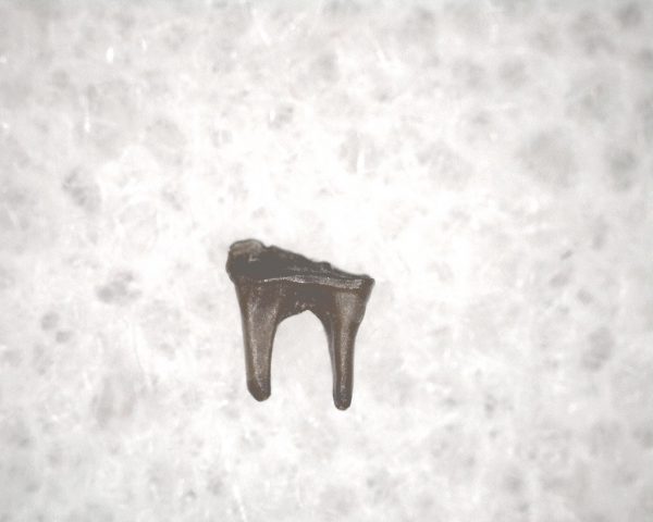 Genuine Cretaceous Age Mammal Tooth from South Dakota for Sale #78