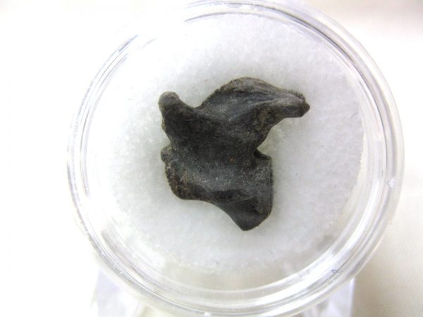 S. Dakota Dinosaur-Reptile Vertebrae #25