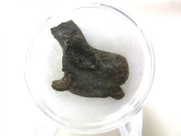 S. Dakota Dinosaur-Reptile Vertebrae #40 - Image 2