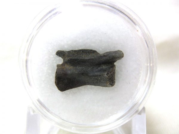 S. Dakota Dinosaur-Reptile Vertebrae #7