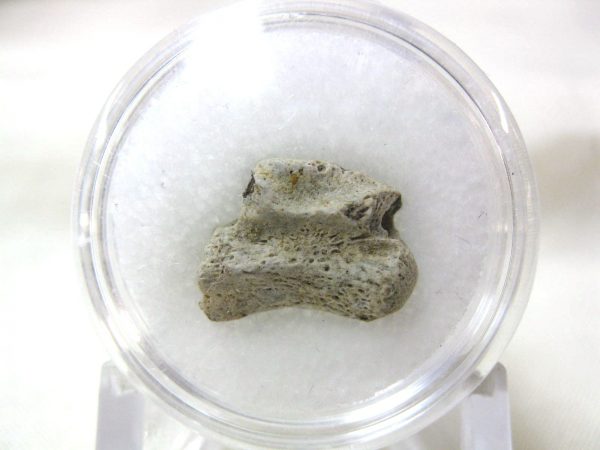 S. Dakota Dinosaur-Reptile Vertebrae #8