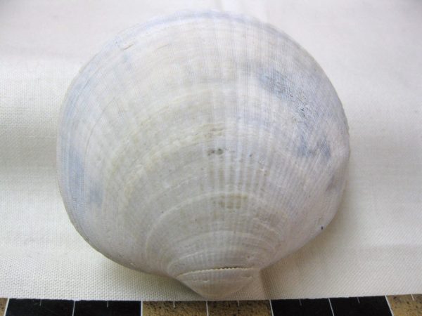 Tennessee Bivalve #1 - Image 2