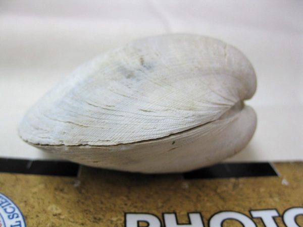 Tennessee Bivalve #1 - Image 3