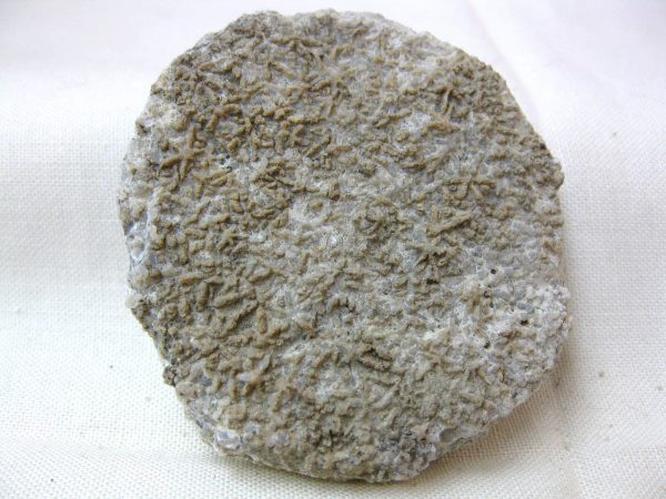 Tennessee Asterospongia Sponge #1 - Image 2