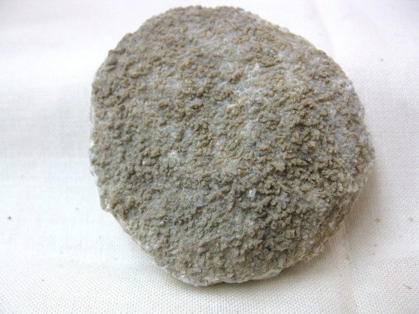 Tennessee Asterospongia Sponge #1 - Image 3