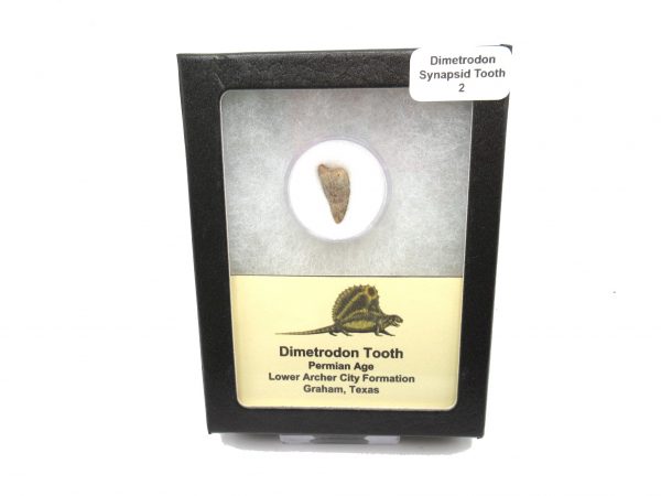 Genuine Permian Age Dimetrodon Synapsid Tooth From Texas For Sale #2