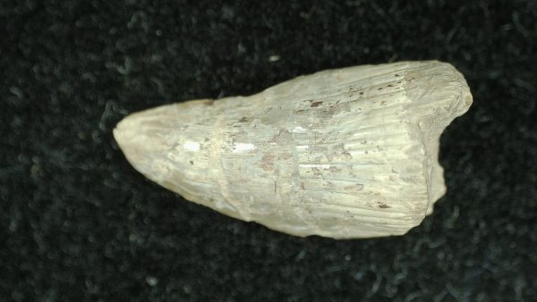 Genuine Permian Age Dimetrodon Synapsid Tooth From Texas For Sale #2a